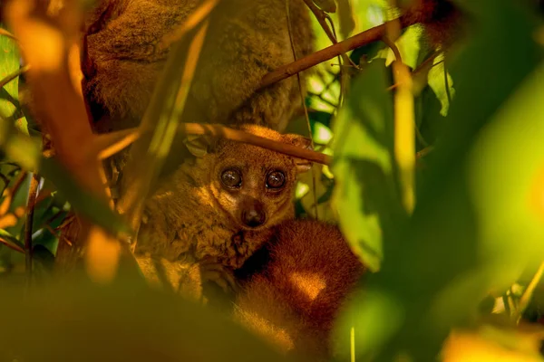 Lemur Natur Salvaje Árbol Contacto Visual Animal Salvaje Conservación Del — Foto de Stock