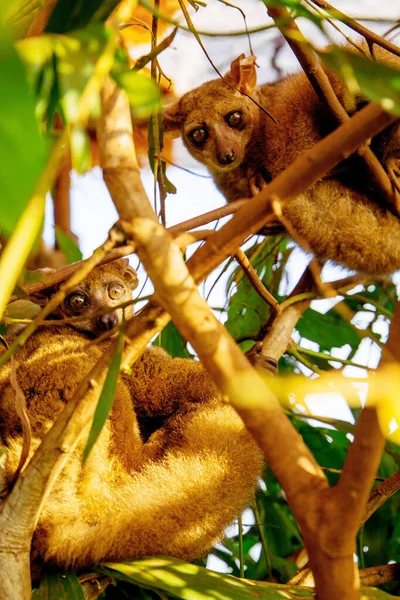 Lemur Vahşi Doğada Ağaçta Göz Teması Vahşi Hayvan Lemur Koruma — Stok fotoğraf