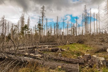 Terk edilmiş bir ormanda yapraksız kurumuş ağaçlar. Çevre felaketi kavramı küresel ısınma