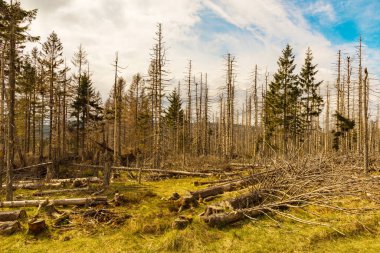 Terk edilmiş bir ormanda yapraksız kurumuş ağaçlar. Çevre felaketi kavramı küresel ısınma