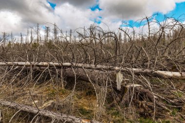 Terk edilmiş bir ormanda yapraksız kurumuş ağaçlar. Çevre felaketi kavramı küresel ısınma