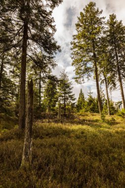 Yeşil ağaçlar. Orman yolu Woodland yolu. Doğa, ekolojik ve seyahat kavramı