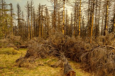 Terk edilmiş bir ormanda yapraksız kurumuş ağaçlar. Çevre felaketi kavramı küresel ısınma