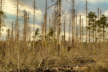 Terk edilmiş bir ormanda yapraksız kurumuş ağaçlar. Çevre felaketi kavramı küresel ısınma