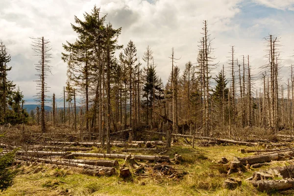 stock image dried trees without leaves in an abandoned forest. Concept of environmental disaster global warming