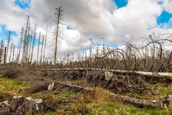 Terk Edilmiş Bir Ormanda Yapraksız Kurumuş Ağaçlar Çevre Felaketi Kavramı — Stok fotoğraf
