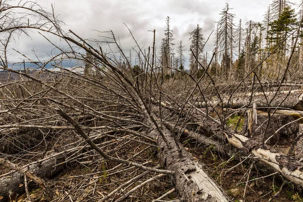 Suszone Drzewa Bez Liści Opuszczonym Lesie Koncepcja Globalnego Ocieplenia Przypadku — Zdjęcie stockowe
