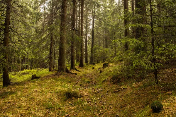 Yeşil ağaçlar. Orman yolu Woodland yolu. Doğa, ekolojik ve seyahat kavramı