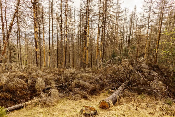 Szárított Fák Levelek Nélkül Egy Elhagyatott Erdőben Környezeti Katasztrófák Globális — Stock Fotó