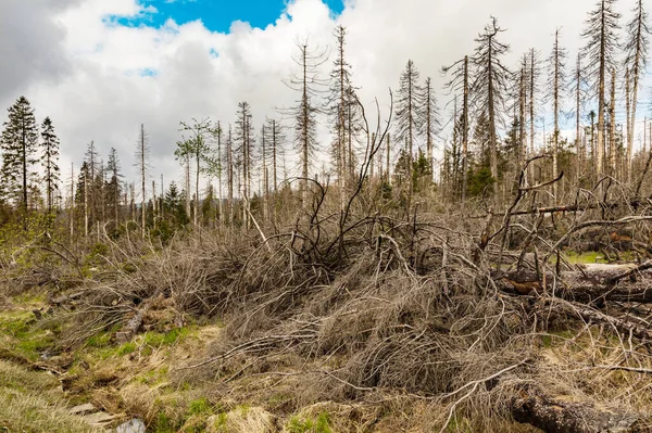 Árboles Secos Sin Hojas Bosque Abandonado Concepto Desastre Ambiental Calentamiento —  Fotos de Stock