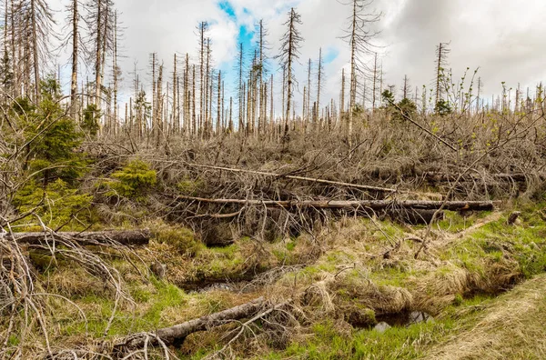 Árboles Secos Sin Hojas Bosque Abandonado Concepto Desastre Ambiental Calentamiento — Foto de Stock