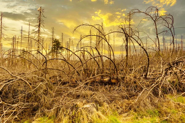 stock image dried trees without leaves in an abandoned forest. Concept of environmental disaster global warming