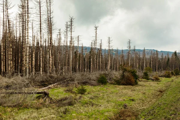 Suszone Drzewa Bez Liści Opuszczonym Lesie Koncepcja Globalnego Ocieplenia Przypadku — Zdjęcie stockowe