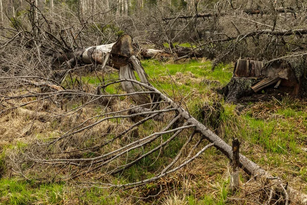 stock image dried trees without leaves in an abandoned forest. Concept of environmental disaster global warming