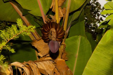 banana bluming and grove.big green clusters grow. Travel and vegetarian healthy nutrition concept. banana flower looks like a dick