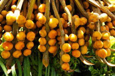 Dekoratif portakal palmiyesi meyveleri yakın planda yetişir. Doğa ve seyahat kavramı