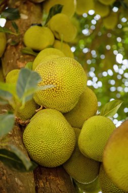 Ağaçta asılı bir sürü yeşil Jack meyvesi var. Vejetaryen egzotik, sağlıklı ve seyahat kavramı