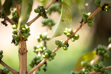 Kenya 'da bir dalda yeşil Arap kahve çekirdekleri yetişiyor. Kahve, vejetaryen ve seyahat konsepti.