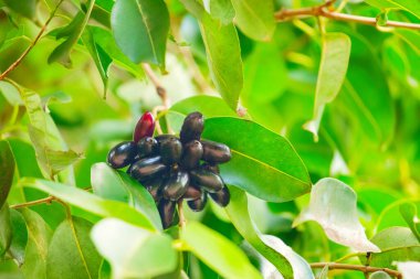 A bunch of organic blood red and black Java plum Jambolan fruits (Syzygium cumini) on its tree in Africa. Healthy, exotic vegetarian and travel concept clipart