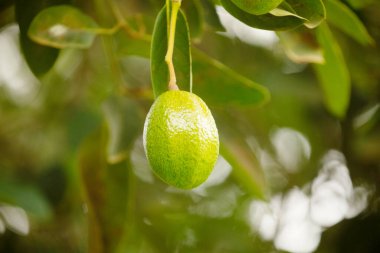 Afrika 'da bir ağaçta birkaç avokado meyvesi şarkı söylüyor. Seçici odaklanma. Egzotik vejetaryen, sağlıklı ve seyahat kavramı