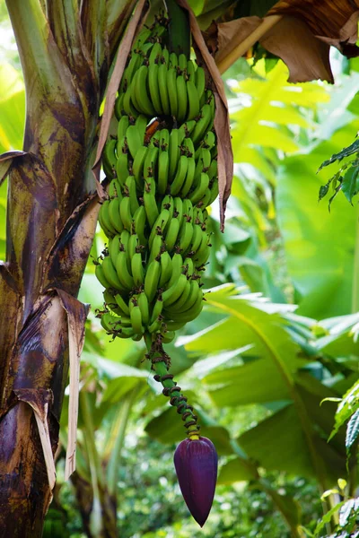 Banane Rougissant Grove Big Grappes Vertes Poussent Voyage Végétarien Concept — Photo