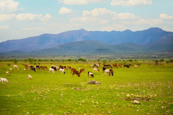 Manada Vacas Africanas Cerca Aldea Maasai Con Telón Fondo Montañas — Foto de Stock