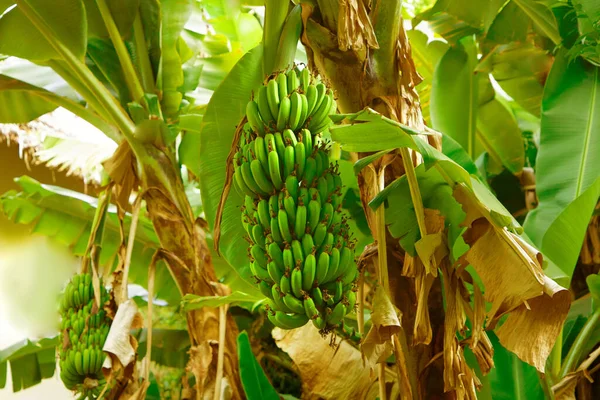 Plátano Bluming Grove Big Racimos Verdes Crecen Concepto Viaje Nutrición — Foto de Stock