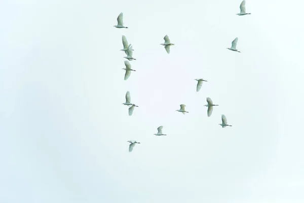 Stormo Piccoli Uccelli Bianchi Che Volano Nel Cielo Bianco Blu — Foto Stock