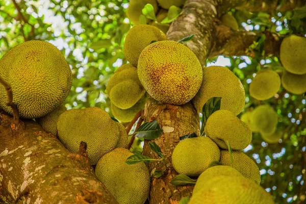 Muitas Frutas Verdes Jack Pendurado Árvore Closeup Vegetariano Exótico Saudável — Fotografia de Stock