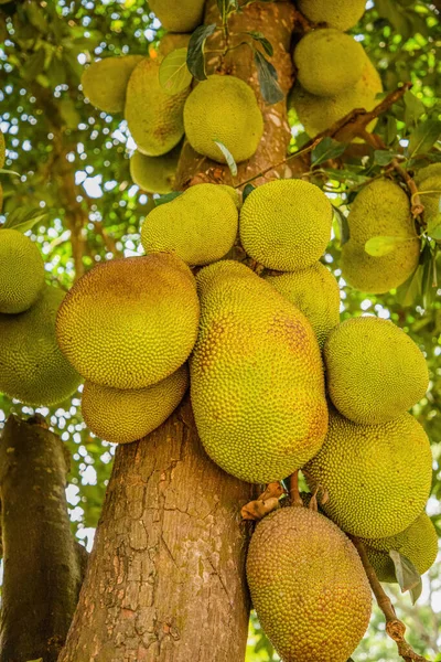 Mnoho Zelených Jack Ovoce Visí Stromě Detailní Vegetariánský Exotický Zdravý — Stock fotografie