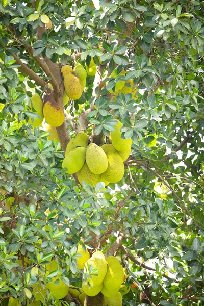 Many Green Jack Fruits Hanging Tree Closeup Vegetarian Exotic Healthy — Stock Photo, Image