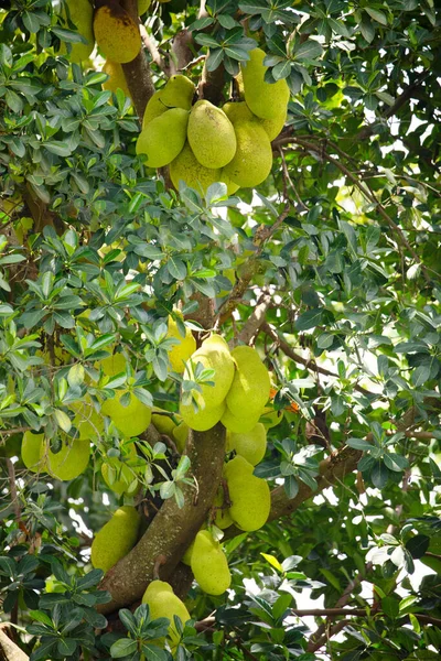 Mnoho Zelených Jack Ovoce Visí Stromě Detailní Vegetariánský Exotický Zdravý — Stock fotografie