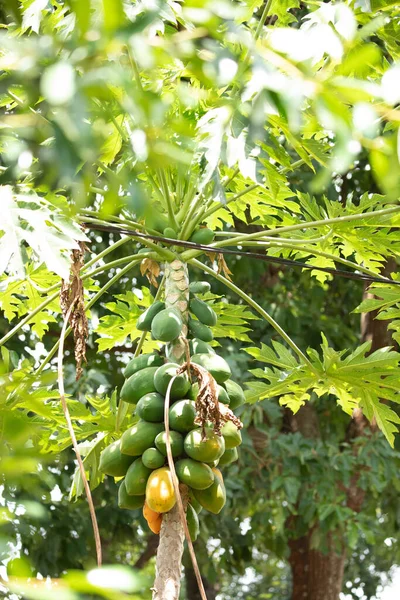 Mnoho Zelených Papája Ovoce Papáji Stromu Africe Zdravý Vegetariánský Exotický — Stock fotografie
