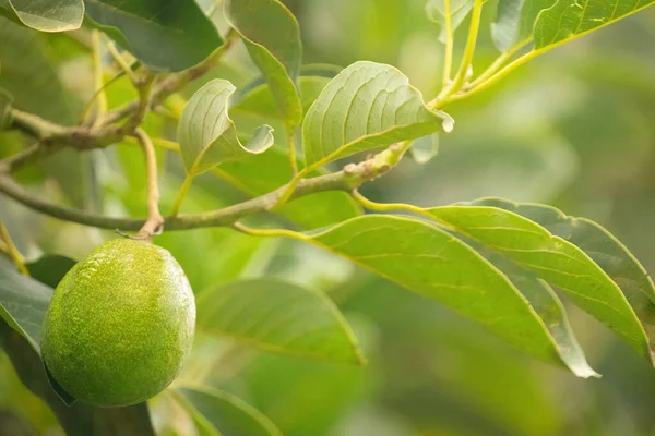 Diversi Frutti Avocado Cantano Albero Africa Concentrazione Selettiva Concetto Esotico — Foto Stock