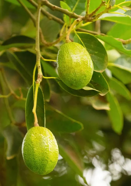 Várias Frutas Abacate Cantam Uma Árvore África Foco Selectivo Vegetariano — Fotografia de Stock