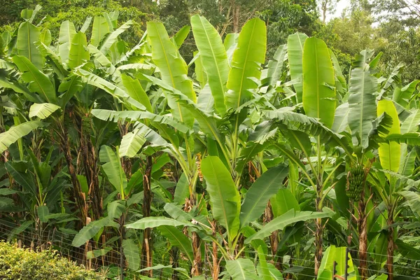 Banane Rougissant Grove Big Grappes Vertes Poussent Voyage Végétarien Concept — Photo