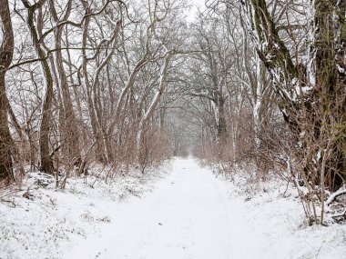 Güneşli bir kış gününde karla kaplı bir orman. Beyaz ağaçlar. Kış ve Noel konsepti.