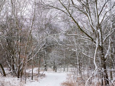 Güneşli bir kış gününde karla kaplı bir orman. Beyaz ağaçlar. Kış ve Noel konsepti.