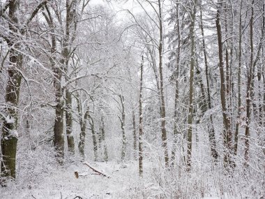 Güneşli bir kış gününde karla kaplı bir orman. Beyaz ağaçlar. Kış ve Noel konsepti.