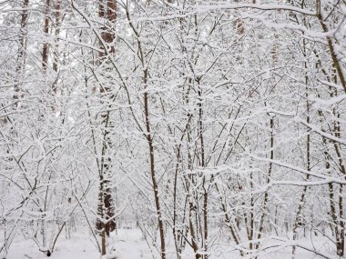 Güneşli bir kış gününde karla kaplı bir orman. Beyaz ağaçlar. Kış ve Noel konsepti.