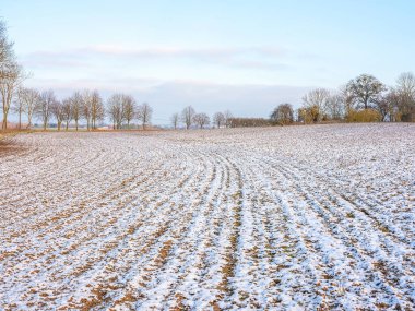 Baharın başlarında tarlalarda eriyen kar. Almanya 'da tarımla kaplı yeşil buğday tarlaları. Tarım tarlası ve hasat konsepti. Kış arkaplanı