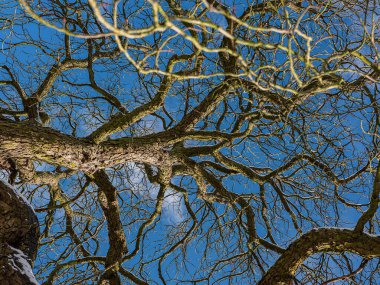 Baharın başlarında tarlalarda eriyen kar. Almanya 'da tarımla kaplı yeşil buğday tarlaları. Tarım tarlası ve hasat konsepti. Kış arkaplanı