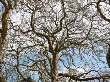 Baharın başlarında tarlalarda eriyen kar. Almanya 'da tarımla kaplı yeşil buğday tarlaları. Tarım tarlası ve hasat konsepti. Kış arkaplanı