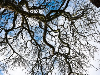 Baharın başlarında tarlalarda eriyen kar. Almanya 'da tarımla kaplı yeşil buğday tarlaları. Tarım tarlası ve hasat konsepti. Kış arkaplanı