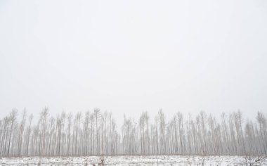 Kar, kış ormanındaki ağaçları yol ile kapladı. Kış dönemi konsepti. Boşluğu kopyala