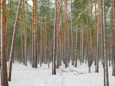 Kar, kış ormanındaki ağaçları yol ile kapladı. Kış dönemi konsepti. Boşluğu kopyala