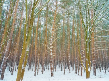 Kar, kış ormanındaki ağaçları yol ile kapladı. Kış dönemi konsepti. Boşluğu kopyala