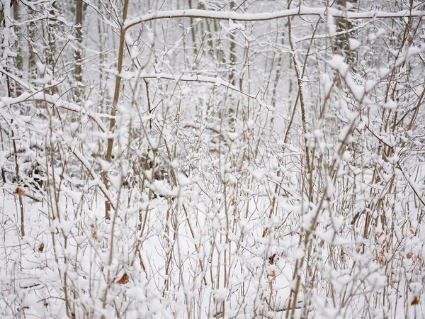 Snötäckt Skog Solig Vinterdag Vita Träd Vinter Och Jul Koncept — Stockfoto