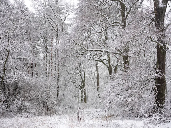 stock image A snow-covered forest on a sunny winter day. white trees. Winter and christmas concept.