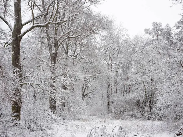 Güneşli Bir Kış Gününde Karla Kaplı Bir Orman Beyaz Ağaçlar — Stok fotoğraf